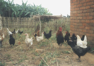Die Hühnerzucht wurde Weihnachten 2001 mit 45 Hühnern gestartet. Das Ziel ist ein Tierbestand von ca. 150 Hühnern. 